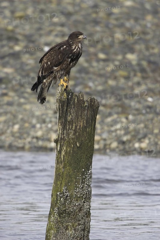 Bald Eagle (Haliaeetus leucocephalus), British Columbia, Canada
