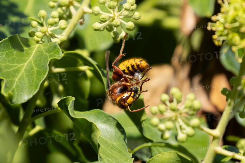 European hornet (Vespa crabro) adult wasp insect eating an Ivy bee in a tree in summer, England, United Kingdom