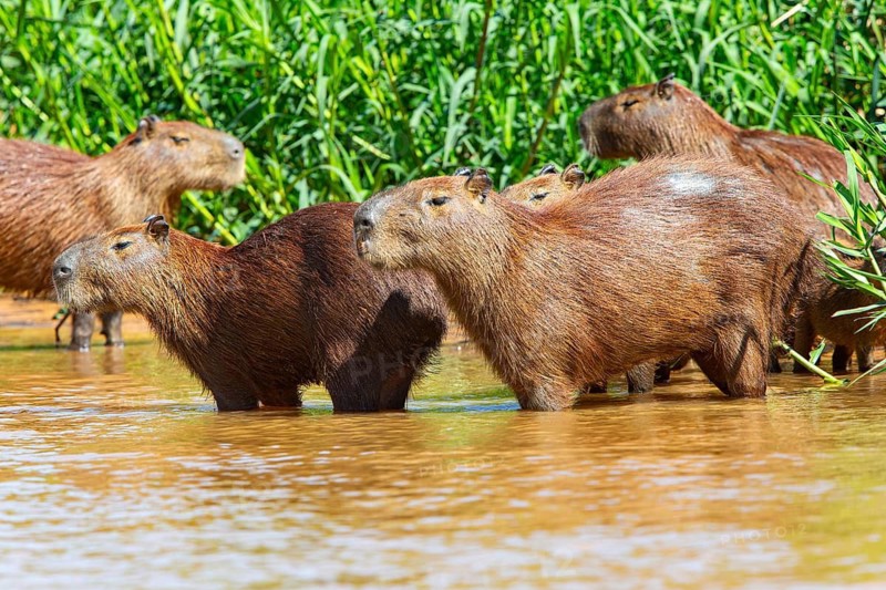 Capybara (Hydrochaeris hydrochaeris) Pantanal Brazil