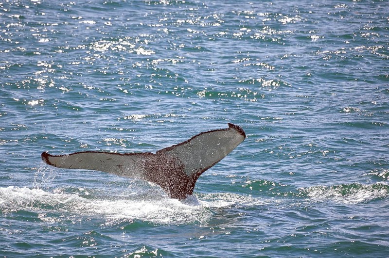 Whale's fin emerges in the glittering ocean, small waves and splashes surround it, Akureyri, Evjafjörudur, Iceland