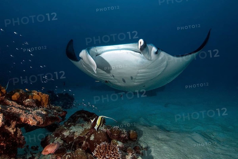 Underwater photo of reef manta ray (Manta alfredi) Manta, devil ray, winged ray, reef manta, plankton eater, hovers over cleaning station in coral reef, Pacific, Indo-Pacific, Republic of Palau, Micronesia, Australia, Oceania