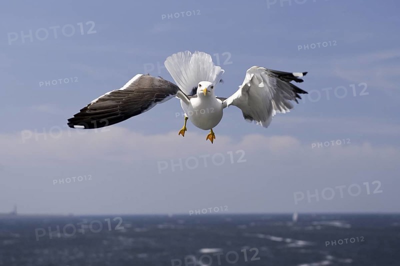 Lesser Black-backed Gull (Larus fuscus) flying, Texel, Netherlands