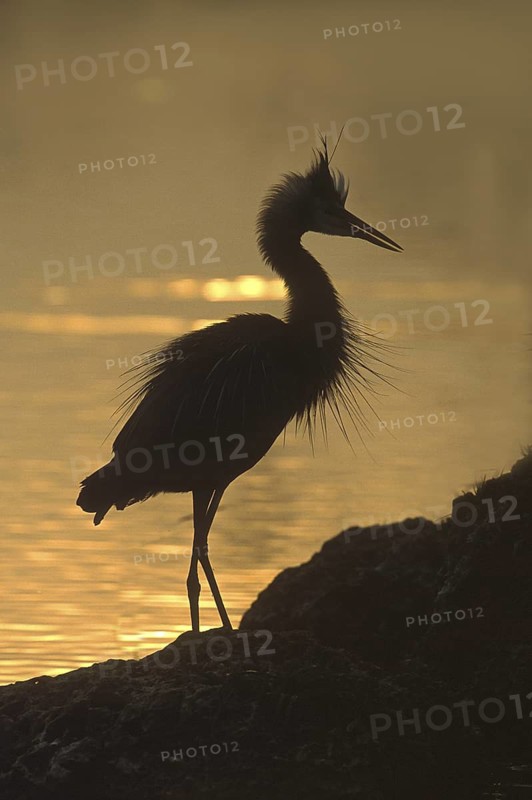 Great Blue Heron (Ardea herodias), Florida, USA