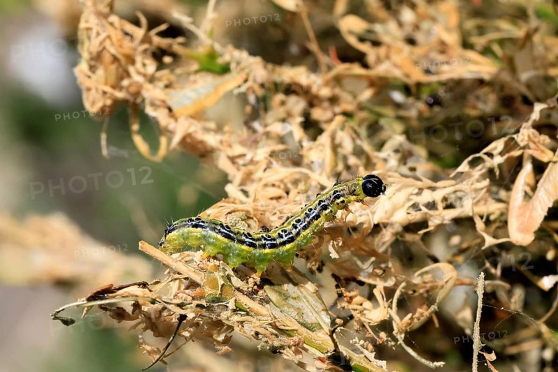 Box tree moth (Cydalima perspectalis), caterpillar, feeding on boxwood, clear feeding, Ellerstadt, Rhineland Palatinate, Germany