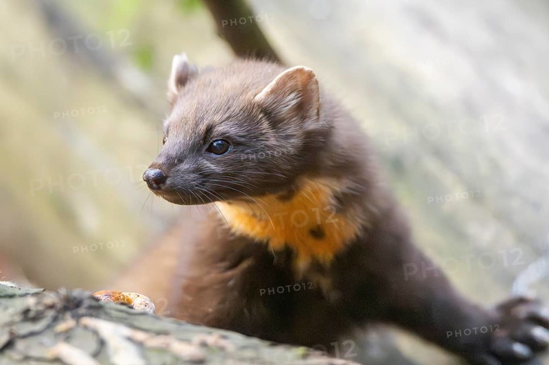 European pine marten (Martes martes) in a forest in autumn, Bavaria, Germany