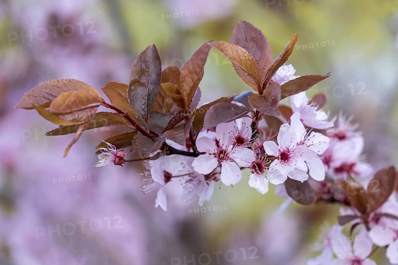 Flowering branch of a blood plum (Prunus cerasifera Nigra), Germany