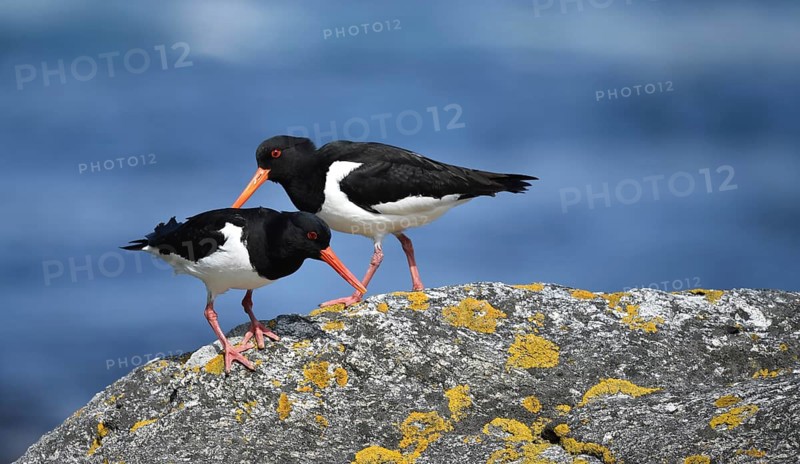 Oystercatcher, (Haematopus ostralegus) on a rock on the coast of Norway