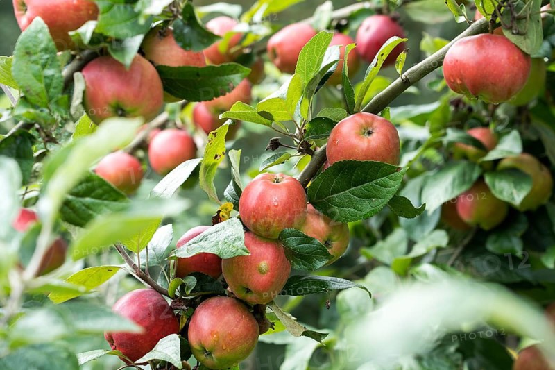 Danziger Kantapfel, apple, old variety, Germany