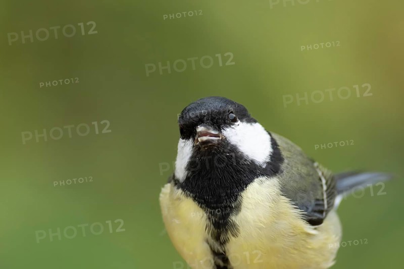 Great tit (Parus major) adult garden bird head portrait, England, United Kingdom