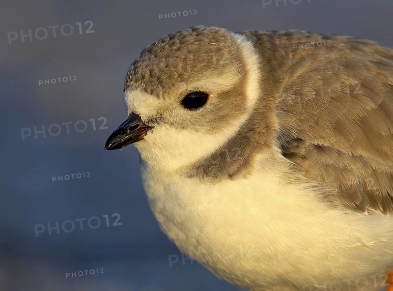 Piping Plover (Charadrius melodus), Florida, USA