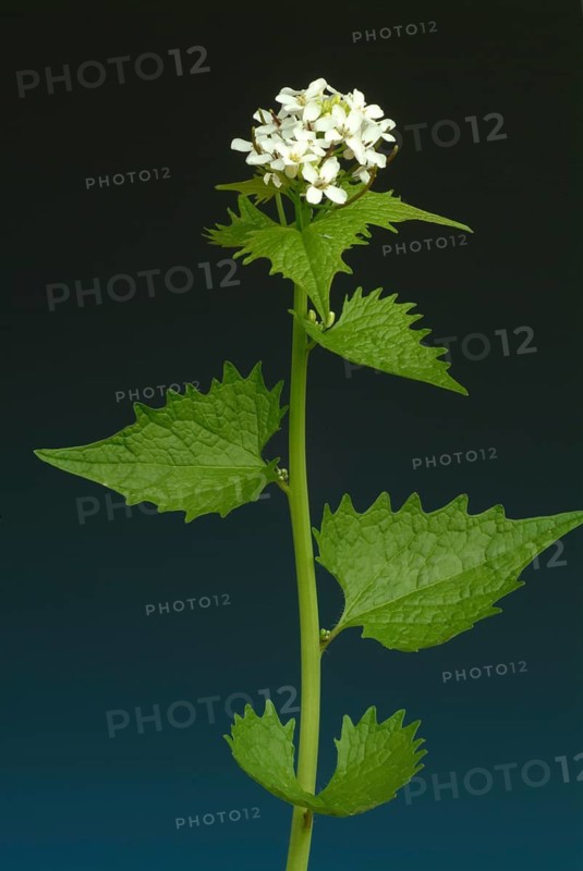 Garlic rue, garlic rue, medicinal plant, seasoning plant, spice, herb, wild plant, medicinal use, Allaria officinalis, Alliaria comune