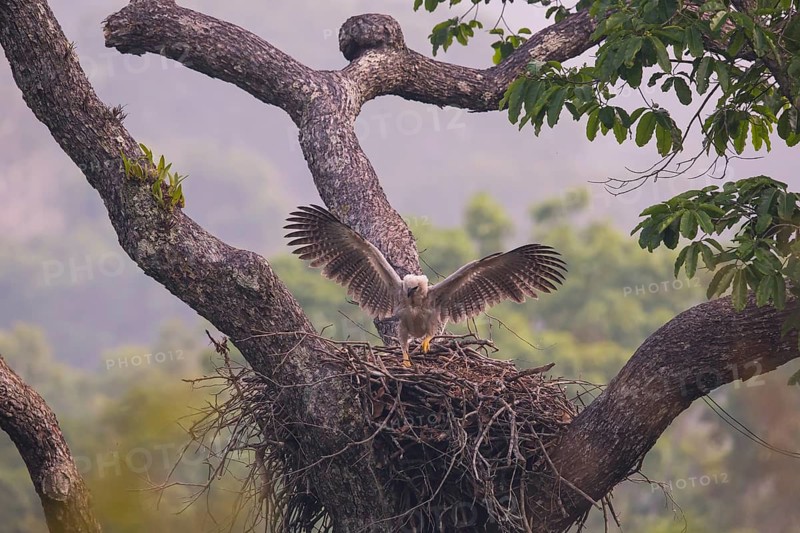 American harpy eagle (Harpia harpyja) Young bird in nest, doing flight exercises, Carajas National Park, Brazil