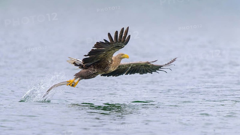 White-tailed eagle (Haliaeetus albicilla), in flight grabbing its prey, Mecklenburg-Western Pomerania, Germany
