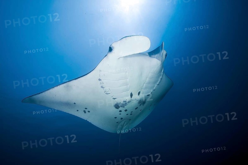 Backlit photograph of giant ray (manta ray) plankton eater swimming through open sea blue water, Pacific Ocean, Yap Island, Yap State, Caroline Islands, FSM, Federated States of Micronesia, Australia, Oceania