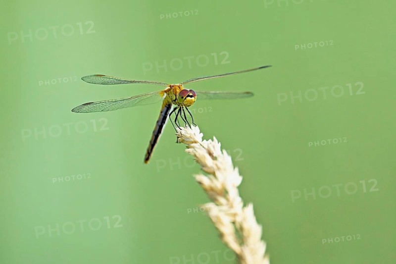 Marsh dragonfly (Sympetrum depressiusculum), female approaching a blade of grass, Switzerland