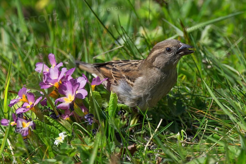 A curious female house sparrow (Passer domesticus) in spring-flowering grass with light flower accents, Baden-Württemberg, Germany