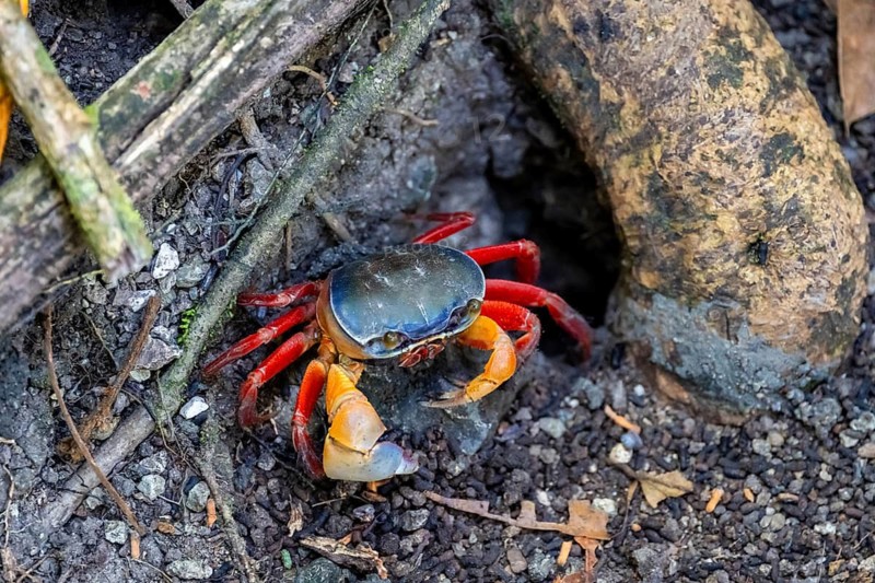 Harlequin crab (Cardisoma armatum), Manuel Antonio National Park, Puntarenas district, Costa Rica