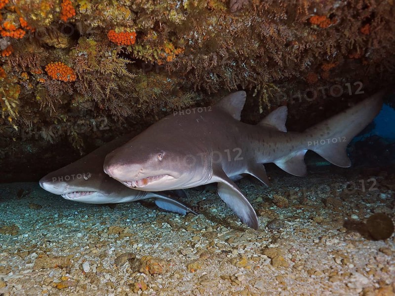 Sand tiger shark (Carcharias taurus)