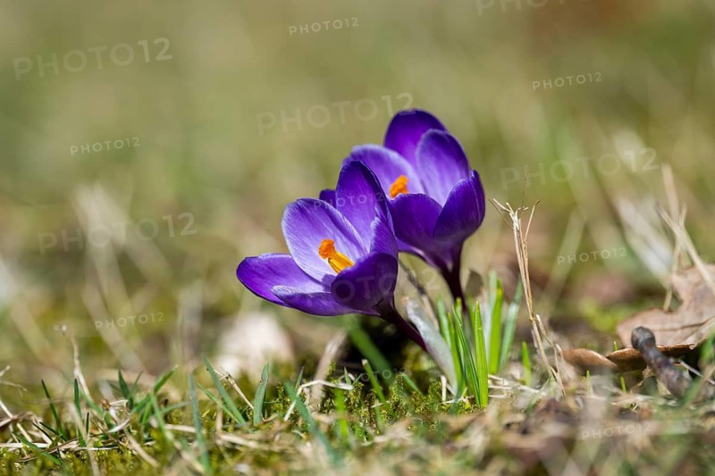 Flowering crocuses (Crocus) in the garden in springtime on a sunny day, Bavaria, Germany