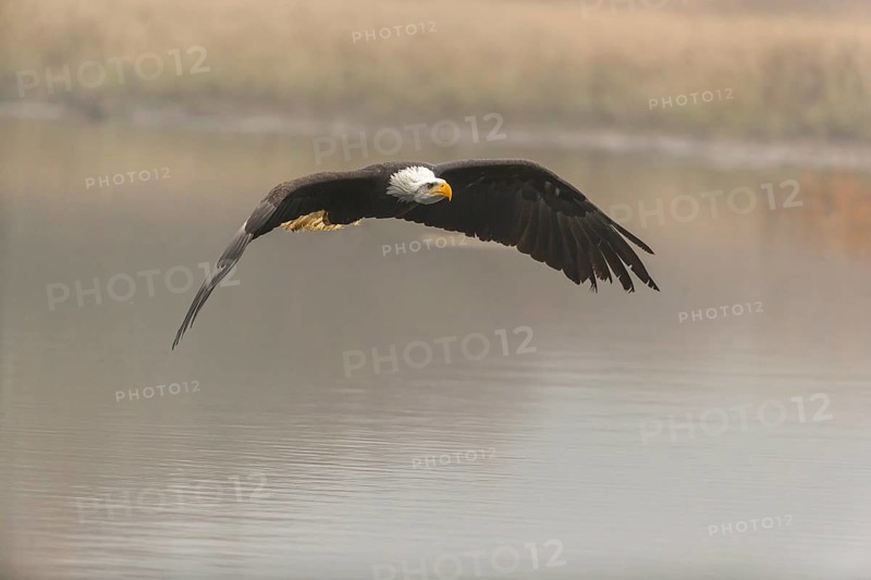 One Bald Eagle, Haliaeetus leucocephalus, flying over a small pond with reed gras on a foggy cold autumn day
