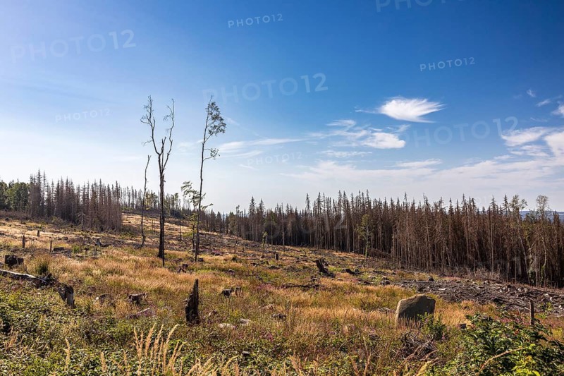 Bare slopes after tree death in the Harz Mountains, Schierke railway station, Wernigerode, Saxony-Anhalt, Germany