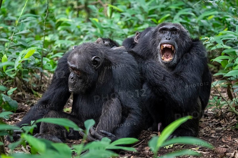 Two chimpanzees (Pan Troglodytes), adult male spawning, grooming in the jungle, Kibale National Park, Uganda