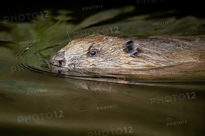 Eurasian beaver (Castor fiber) swimming on a lake, Bavaria, Germany