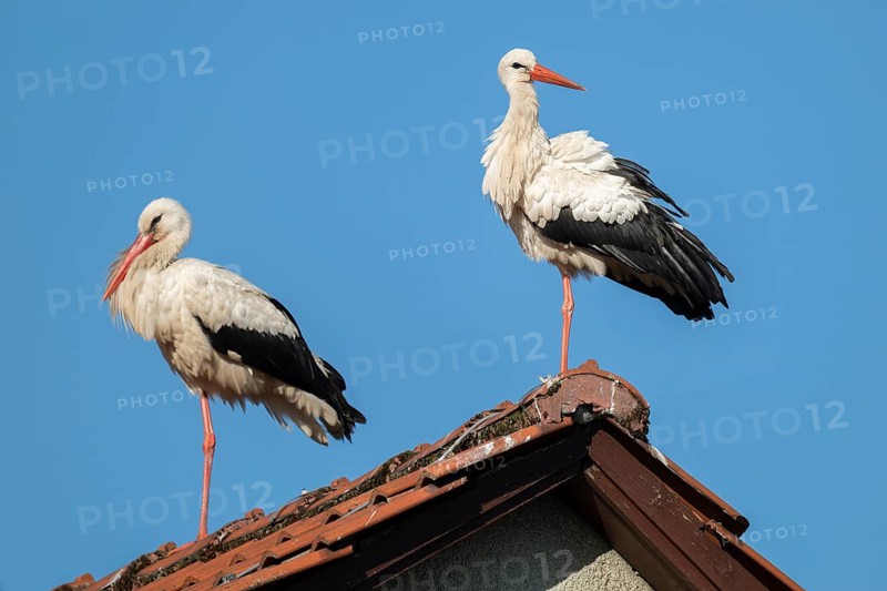 White storks (Ciconia ciconia), two storks, stork couple, standing on the roof of a house, blue sky, Lower Saxony, Germany