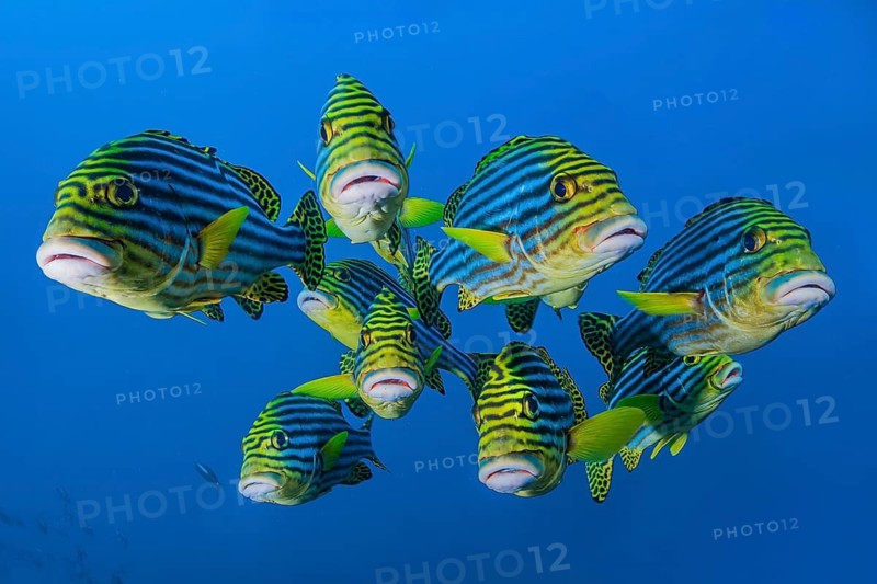 Close-up of group of small shoal of nine Oriental sweetlips (Plectorhinchus vittatus) standing floating in blue sea open water swimming towards viewer, Indian Ocean, Maldives