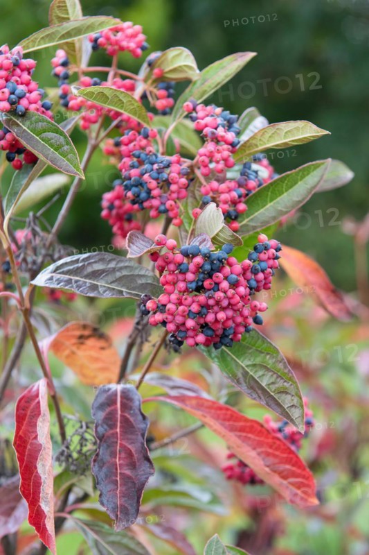 Snowball (Viburnum nudum BRANDYWINE), Cambridge Botanical Garden, Germany