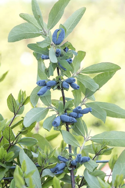 Blue honeyberry (Lonicera cärulea 'Morena'), BS Sämann, Germany