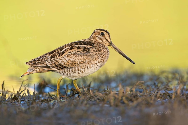 Latham's Snipe (Gallinago hardwickii) foraging, Victoria, Australia