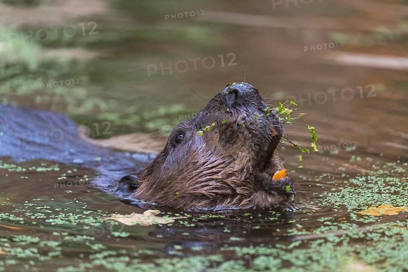 One North American beaver or Canadian beaver, Castor canadensis, swimming through a pond covered with green Lemna minor, the common duckweed