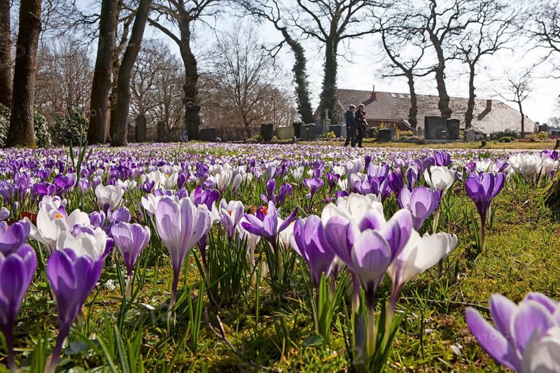 Crocuses, spring crocuses, crocus field, carpet of flowers, spring saffron, iris family, Backemoor, East Frisia, Germany
