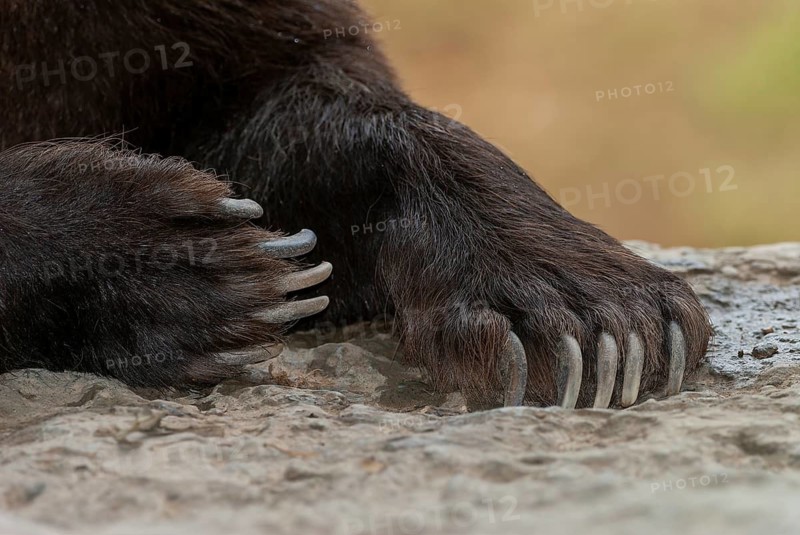 Brown bear (Ursus arctos) paws, paws with claws, Germany