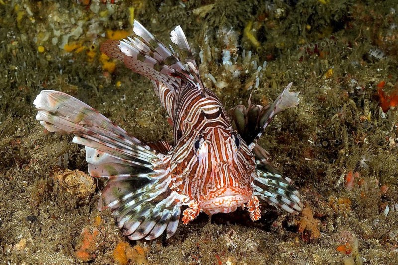 Common lionfish (Pterois miles)