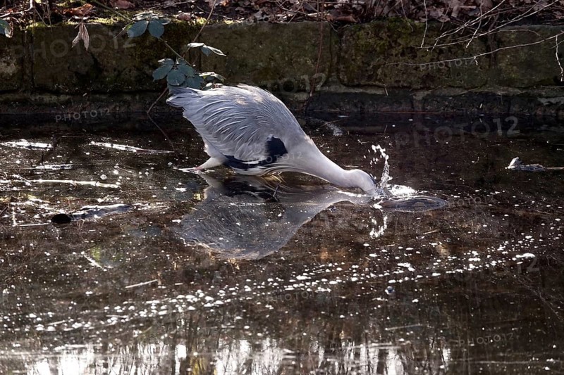 Grey heron in a lake, winter, Germany