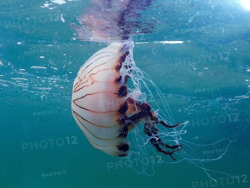 Compass jellyfish (Chrysaora hysoscella)