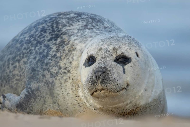 Common seal (Phoca vitulina) adult animal on a beach, Norfolk, England, United Kingdom