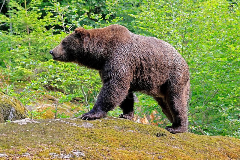 Eurasian brown bear (Ursus arctos arctos), adult, female, running, foraging, alert, in summer, Bavarian Forest National Park, Germany