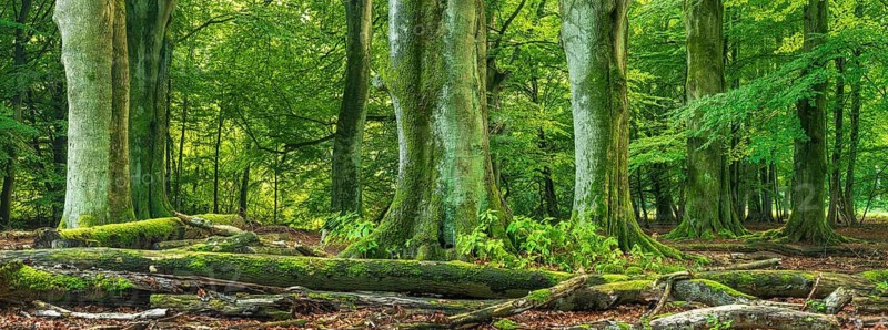 Huge old beech and oak trees with moss-covered roots in a former hut forest, dead wood lies on the ground, Reinhardswald, Sababurg jungle, Hesse, Germany