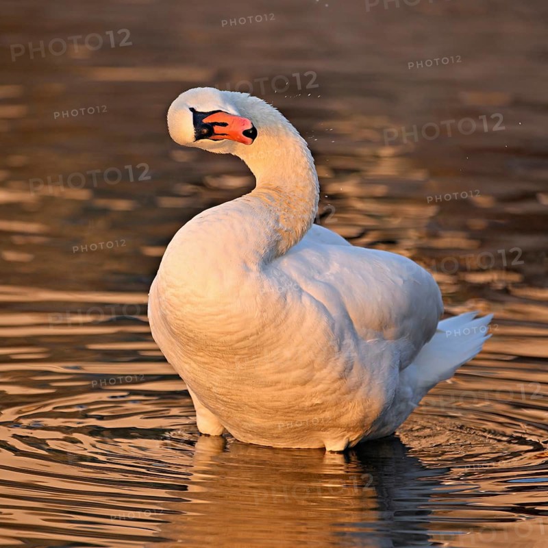 Mute swan (Cygnus olor), during plumage care