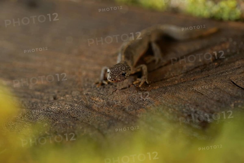 Alpine newt. leaves and lichens. Hessen, Germany