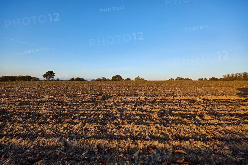 Cultivated landscape, harvested field, furrows, evening light, blue cloudless sky, Hanstedt in der Nordheide, Lüneburger Heide, district of Harburg, Lower Saxony, Germany