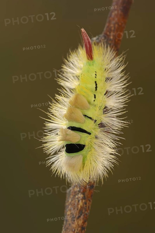 Pale tussock (Calliteara pudibunda), caterpillar of the yellow colour variant, North Rhine-Westphalia, Germany