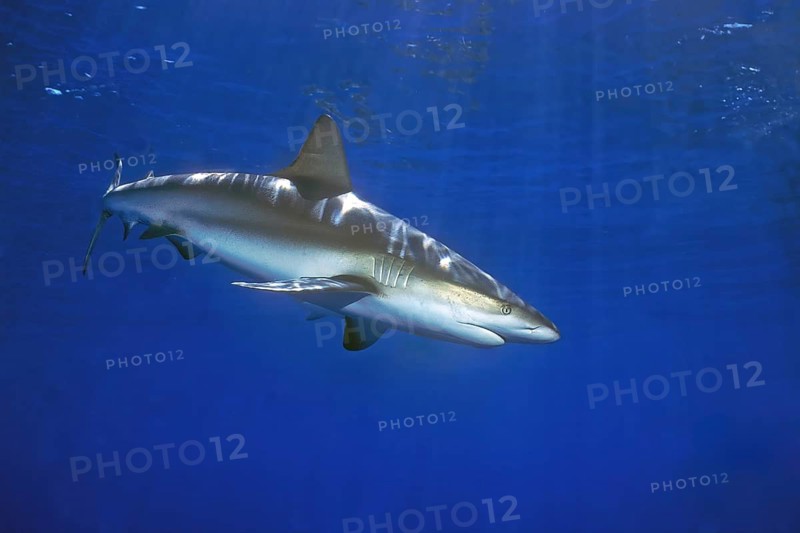 Caribbean Reef Shark (Carcharhinus perezi) Predatory fish swimming close to the surface, Caribbean Bahamas