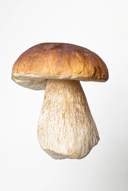 Penny bun mushroom (boletus edulis) isolated
