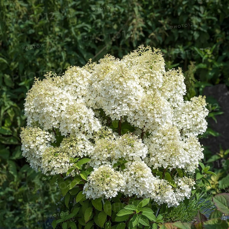 Panicle hydrangea (Hydrangea paniculata BOBO), Kühne Jungpflanzen Omsewitz, Germany