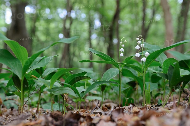 Lily of the Valley (Convallaria majalis) blooming flowers on forest floor in spring, North Rhine-Westphalia Germany