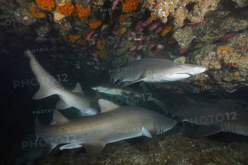 Sand tiger shark (Carcharias taurus)